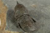 Pelagic Trilobite (Cyclopyge) Fossil - Huge Eyes #344609-5